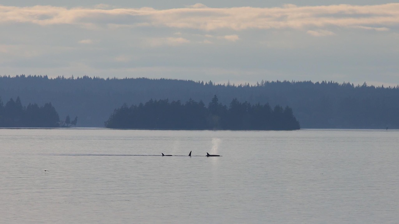 Photo of Others in Anderson Island
