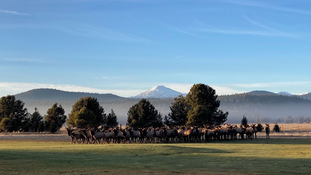 Photo of Others in Deer Park
