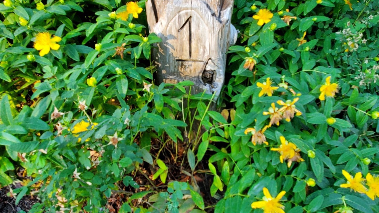 Photo of Outdoor in Roseburg