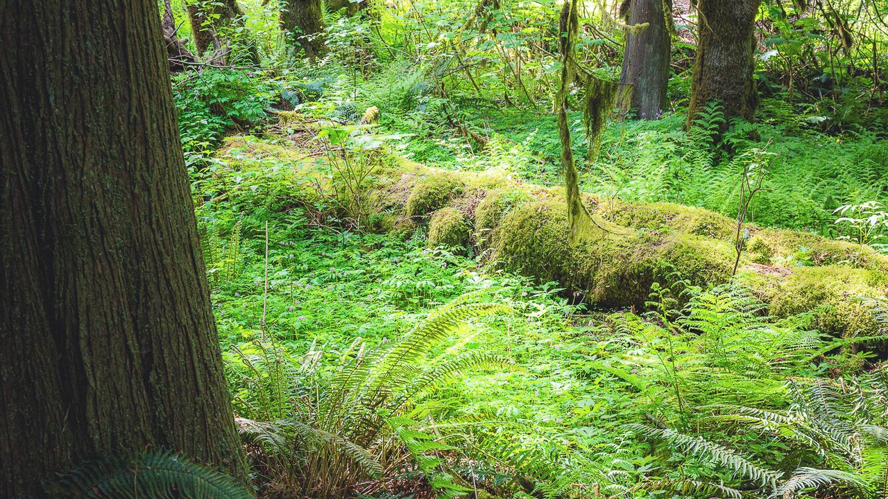 Photo of Others in Port Angeles