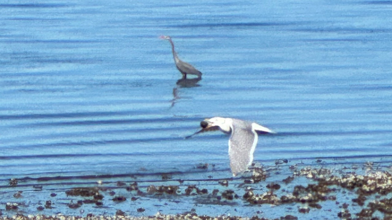 Photo of Others in Coupeville