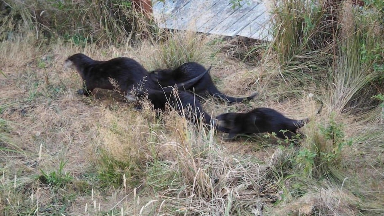Photo of Others in Fox Island