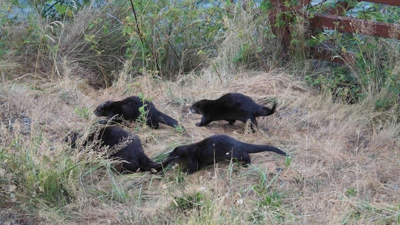 Photo of Others in Fox Island