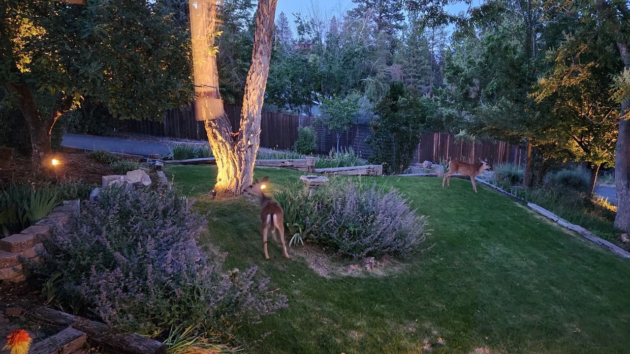 Photo of Outdoor in Yreka