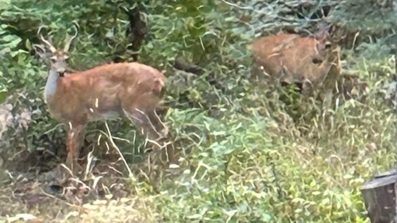 Photo of Others in Garden Valley