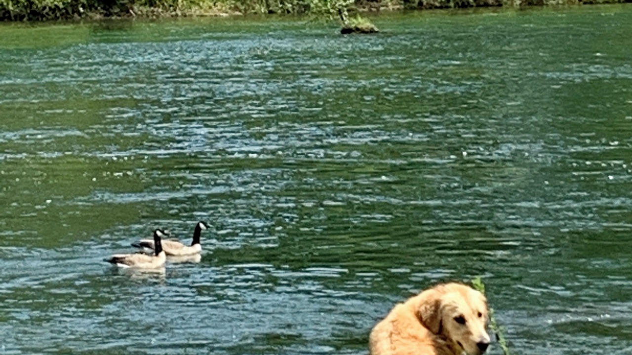 Photo of Others in Roseburg