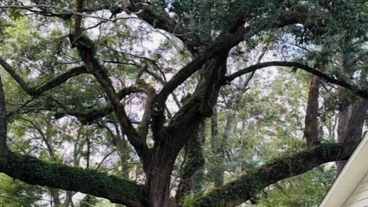 Photo of Outdoor in Mobile