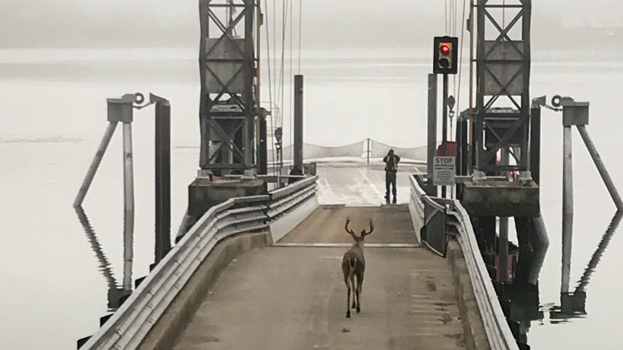 Photo of Others in Lakebay