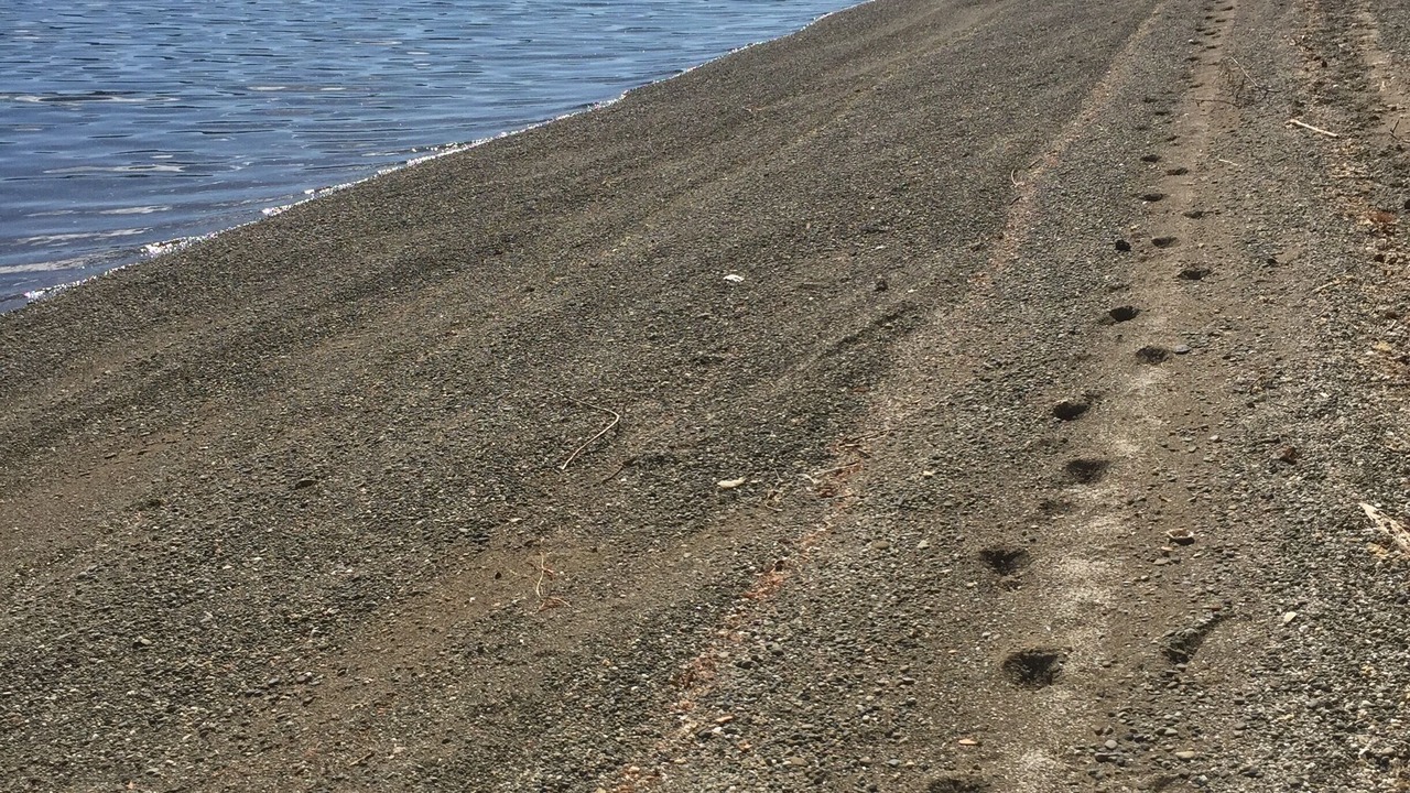 Photo of Others in Lakebay