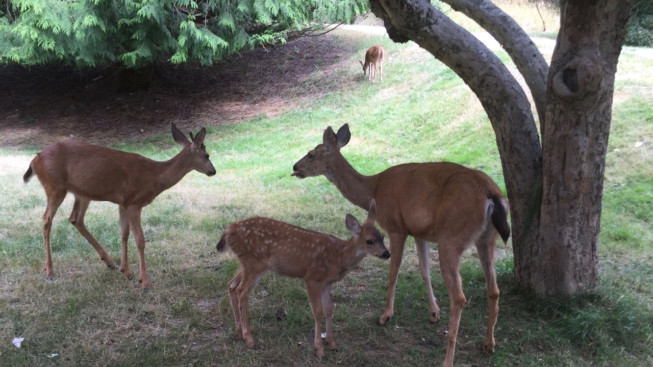 Photo of Others in Lakebay