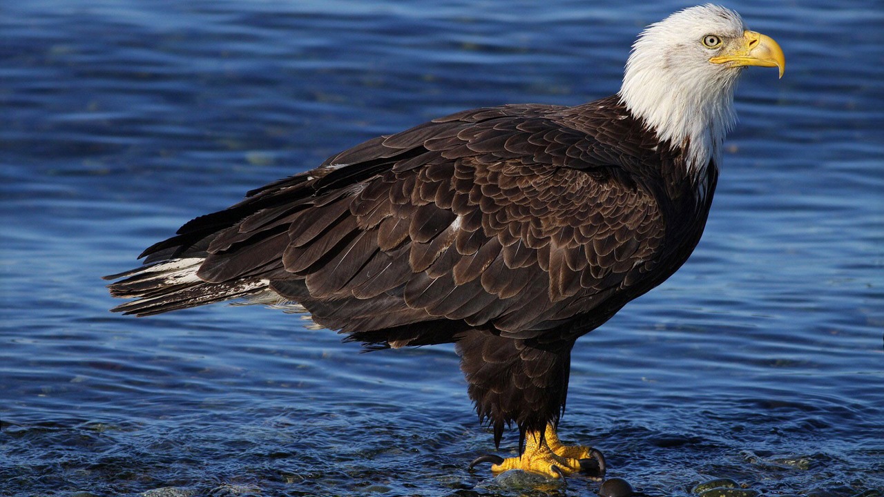 Photo of Others in Lakebay
