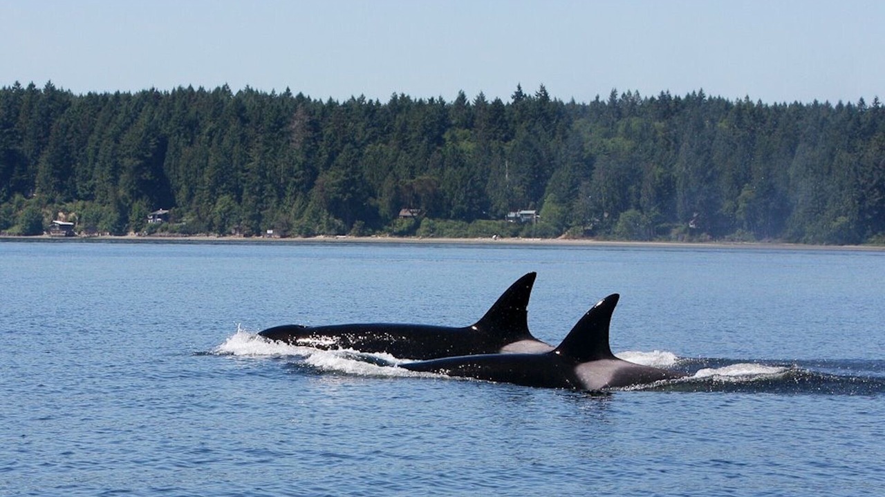 Photo of Others in Lakebay