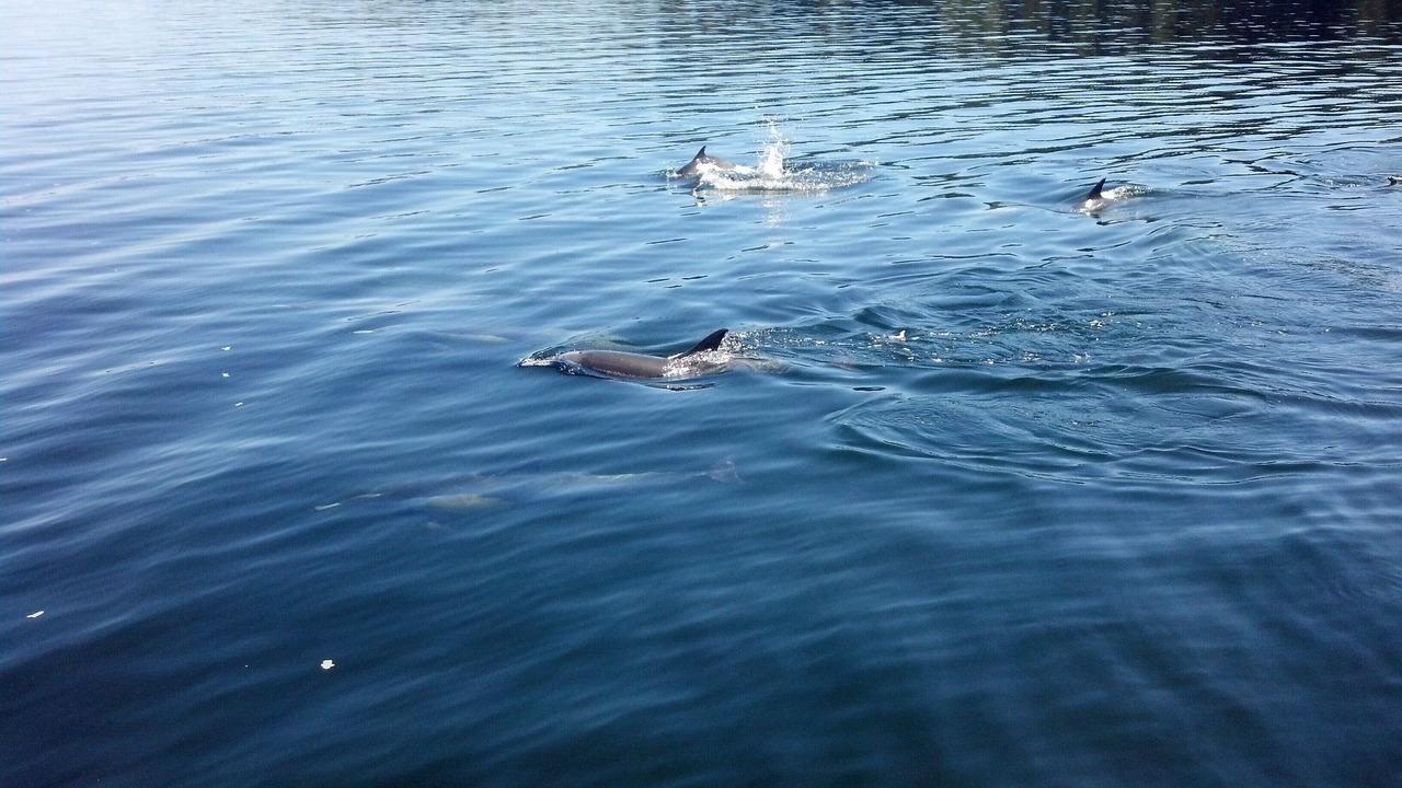 Photo of Others in Lakebay