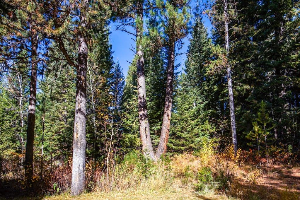 Photo of Others in McCall
