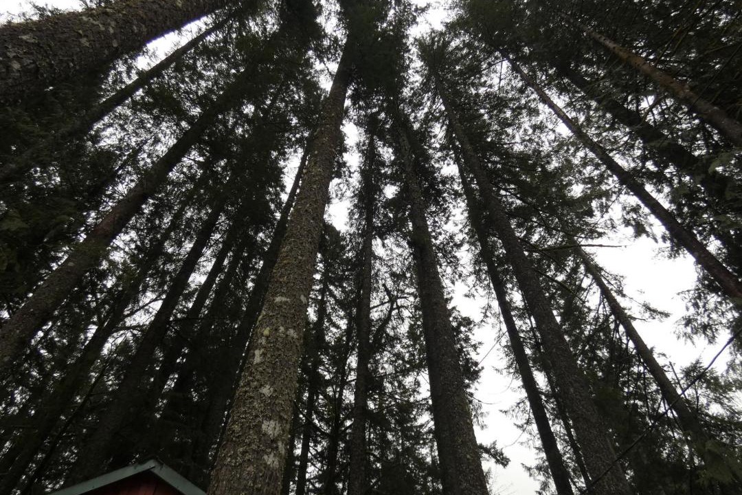 Photo of Others in Rhododendron