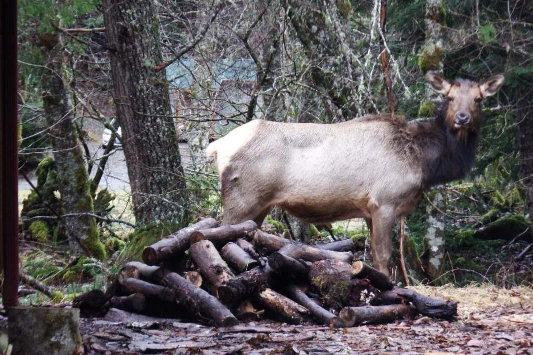 Photo of Others in Enumclaw