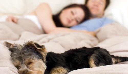 Queen Room with Two Queen Beds - Pet Friendly